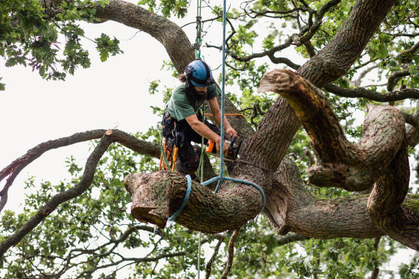 Best Firewood Processing and Delivery  in Plano, KY