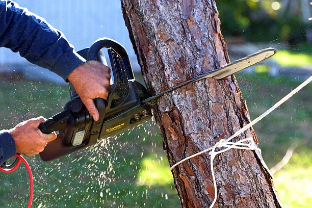 Professional Tree Care in Plano, KY